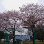 咲き出した桜